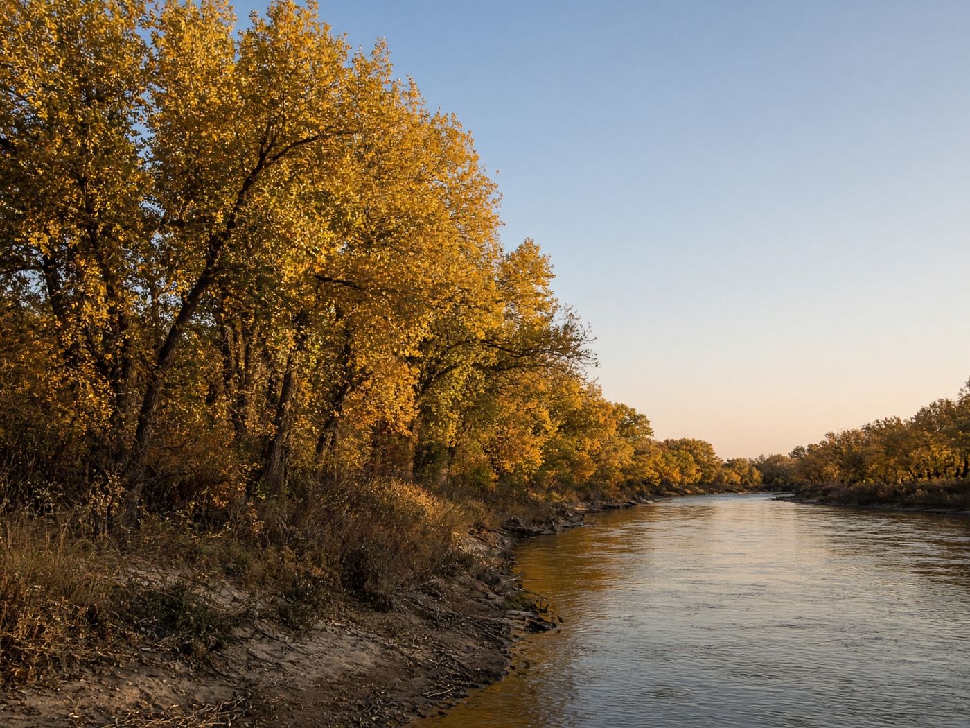 Golden cottonwoods along the Rio Grande bosque in autumn